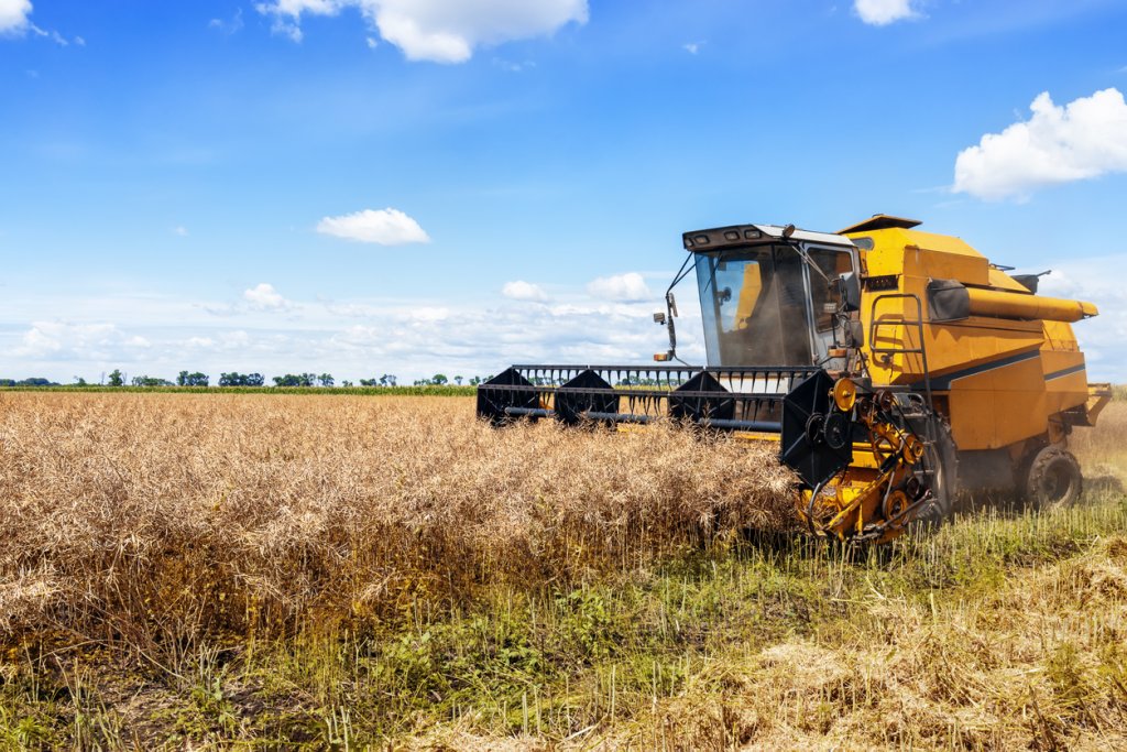 Yield, Harvest, and Storage of Canola